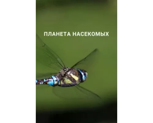 Планета насекомых сериал смотреть Планета насекомых сериал смотреть